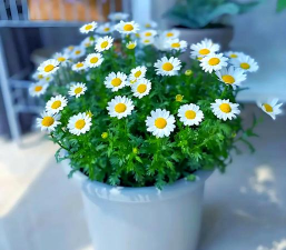养花懒人雏菊