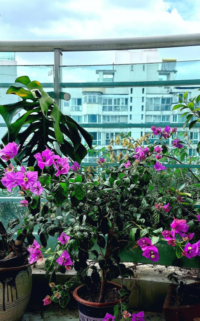 家庭养花用生根粉