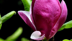 木兰花秋什么压条