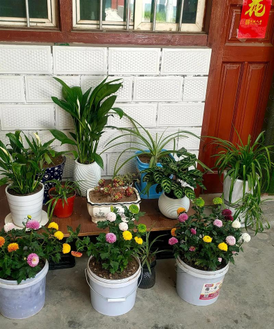 家庭养花用生根粉