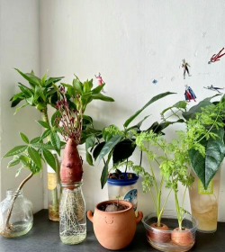 家庭养花用生根粉