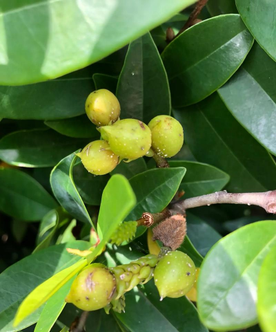 含笑花果实有什么作用