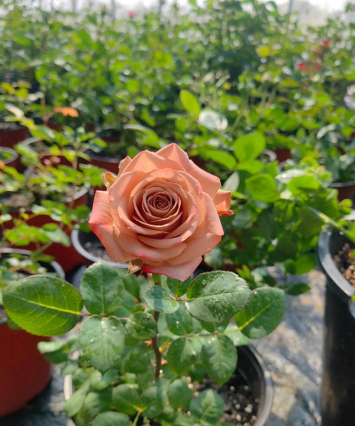 家庭养花用生根粉