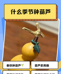 葫芦什么季节能种葫芦