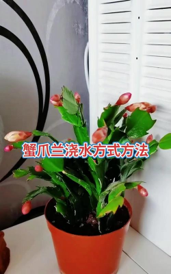 蟹爪连如何施水