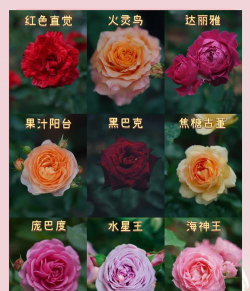 月季4系列有什么品种