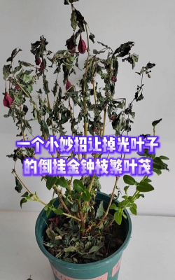 吊钟掉叶子怎么办