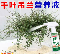 家庭养花用生根粉