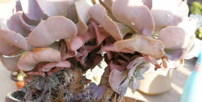 家庭养花用生根粉