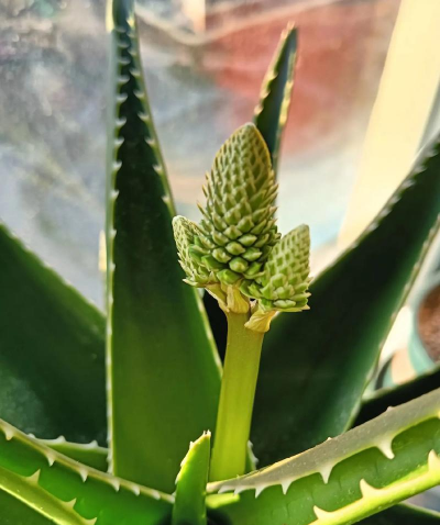 芦荟长出花苞要注意什么