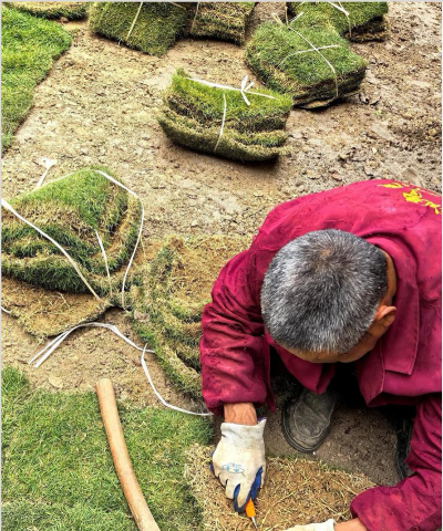 如何整理死了的草皮