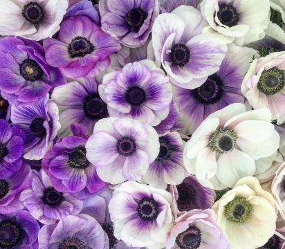 银莲花长什么样子