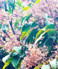 叶子像苹果是什么花