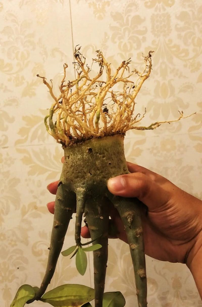 家庭养花用生根粉