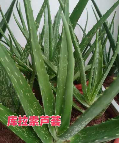 库拉索芦荟是什么地方