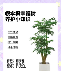 幌伞枫盆栽怎么养