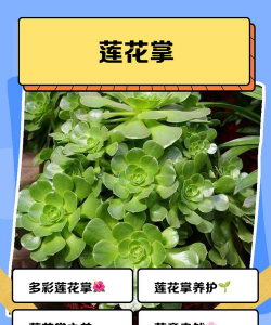 毛叶莲花掌怎么不长