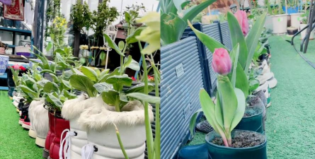 家庭养花用生根粉