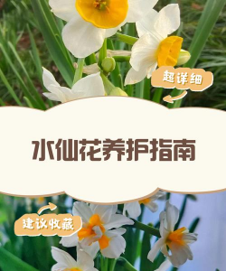 南美水仙怎么才能总开花