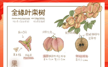 如何让栾树快速生长