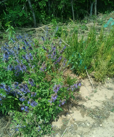 丹参出花了怎么办