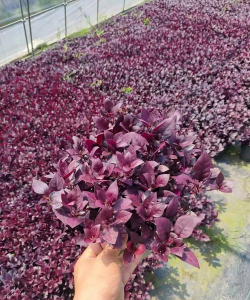 怎么养植红雅莲