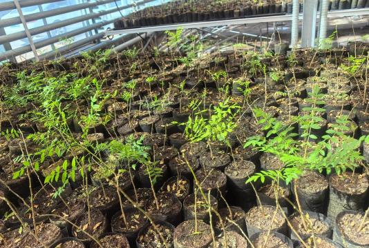 北京文冠果种植怎么样