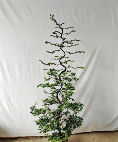 树木盆景造型像什么