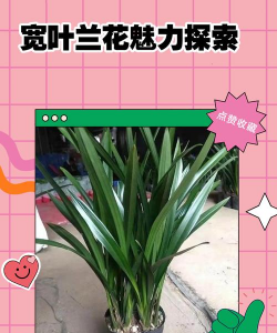 宽叶的叫什么花