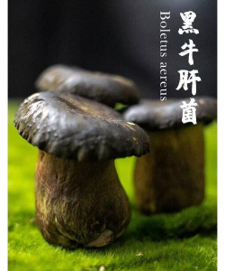 黑牛肝菌是什么样子