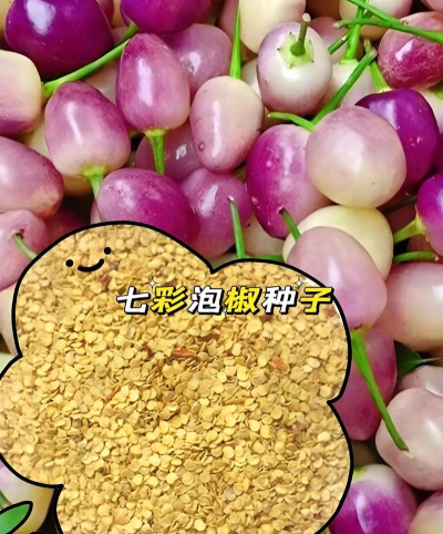 什么彩椒种子可以种