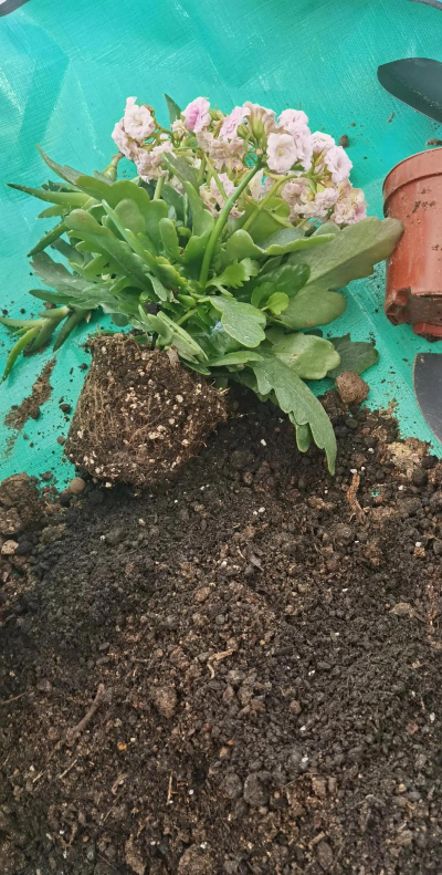 家庭养花用生根粉