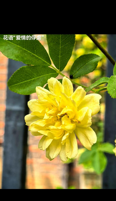 如何让黄木香爆花
