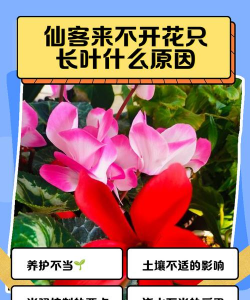 仙客来为什么叶子长不开