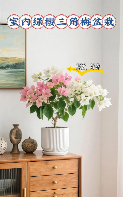 家庭养花用生根粉