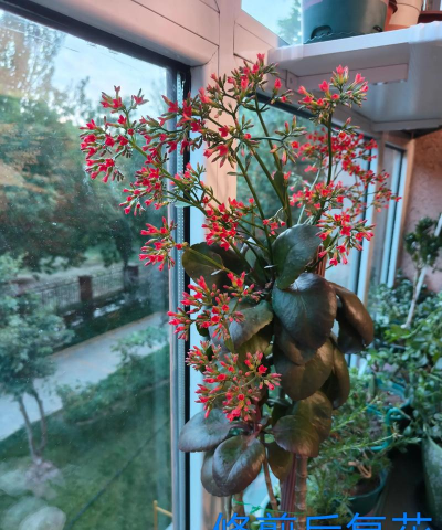 家庭养花用生根粉