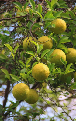 香橼是在什么地方