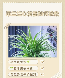 吊兰烂芯什么原因