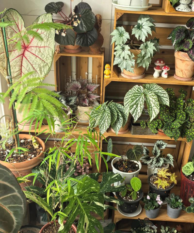 家庭养花用生根粉