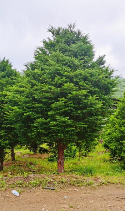 红桐杉是什么树