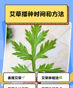 艾叶草长在什么时候