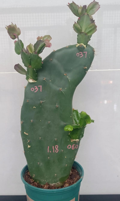 嫁接仙人掌用什么