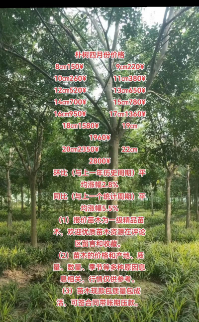 朴树什么时候下肥