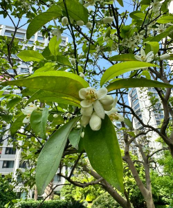 香泡花什么季节开