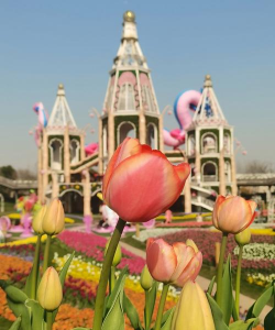 浙江浦江什么花卉出名