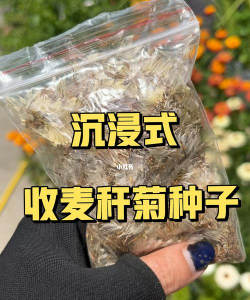 麦秆菊种子怎么收