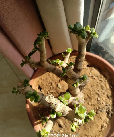 家庭养花用生根粉