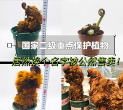 金毛狗蕨如何买