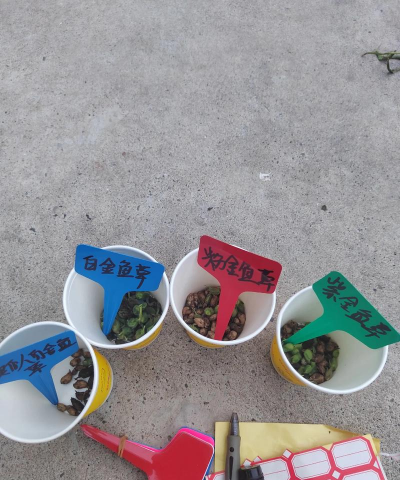 家庭养花用生根粉