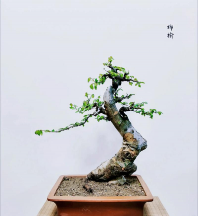 榔榆为什么用作盆景